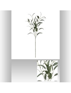 Tige eucalyptus exotique edi 