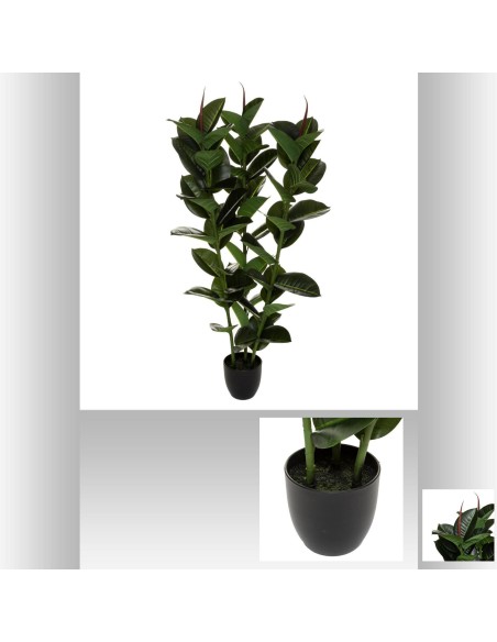 ficus robusta keiko h120