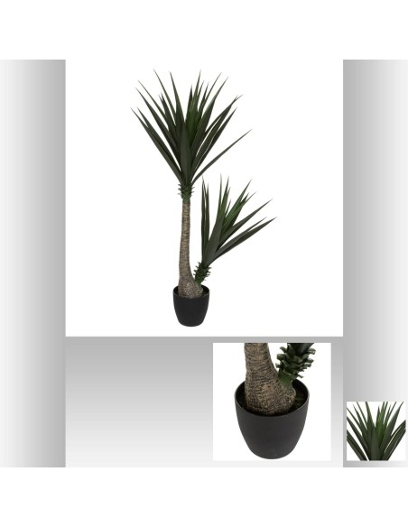 181465 - yucca 2 troncs nara h130