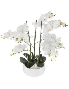 155640b - orchid pot crmq blc sanae h65