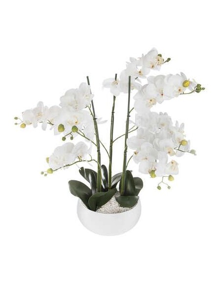 155640b - orchid pot crmq blc sanae h65
