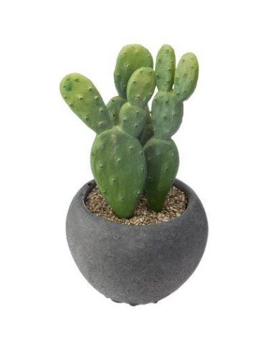 164277 - cactus cim izu nr ass h11 dis