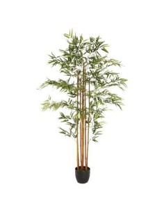 110248 - bambou pot pl yumi h180 L. 105 x P. 98 x H. 185 cm