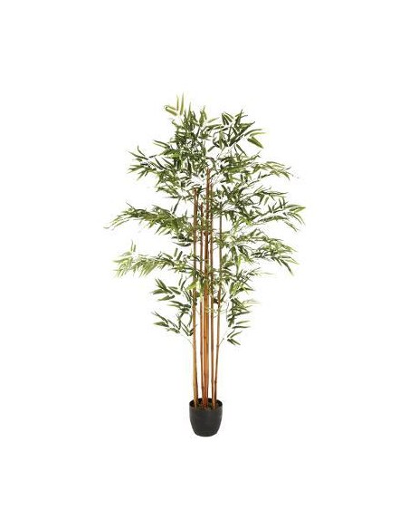 110248 - bambou pot pl yumi h180 L. 105 x P. 98 x H. 185 cm