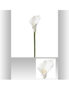 121515 - tige arum blc h75