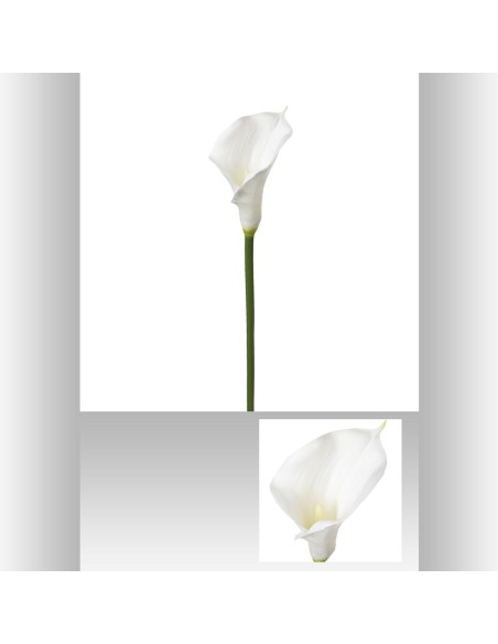 121515 - tige arum blc h75