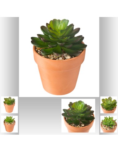 164282 - succulente  terra living h12