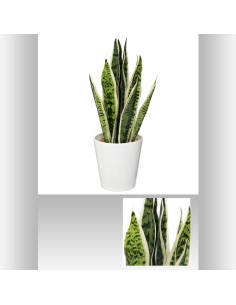 langues de bm crmq h47