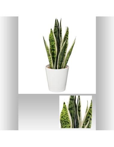 langues de bm crmq h47