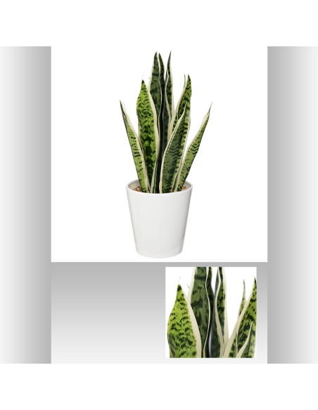 langues de bm crmq h47