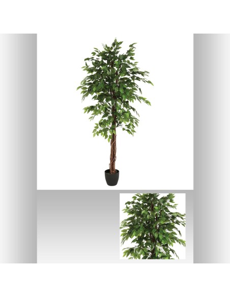 110341 - ficus pot pl benjamina h180 L. 97 x P. 86 x H. 185 cm
