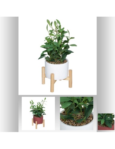 plante pot sup bois bloom h40