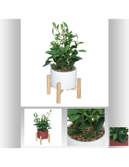 plante pot sup bois bloom h40