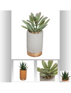 181449 - plante cim base bois wild h20
