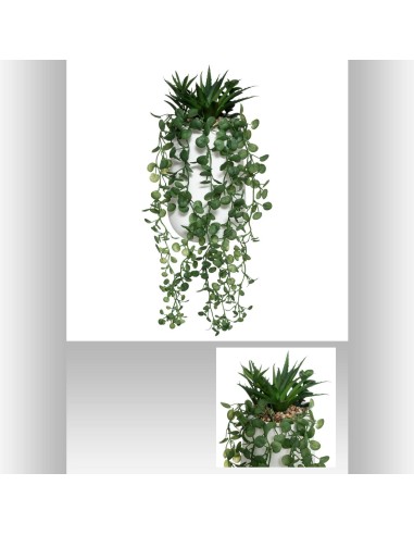 181501 - plante tombante cim yuli h33