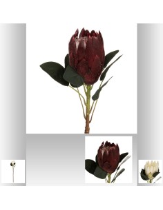 tige protea flower h72