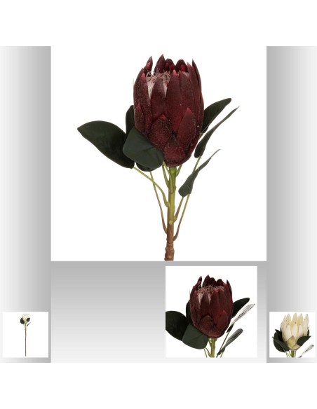 tige protea flower h72