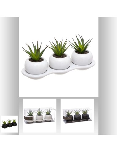 succulentes x3 plateau crmq