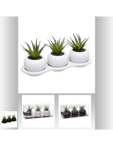 succulentes x3 plateau crmq
