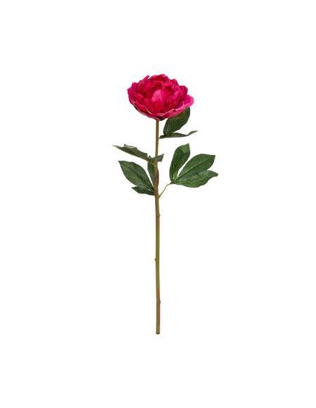 167219 - tige pivoine ewelina h68