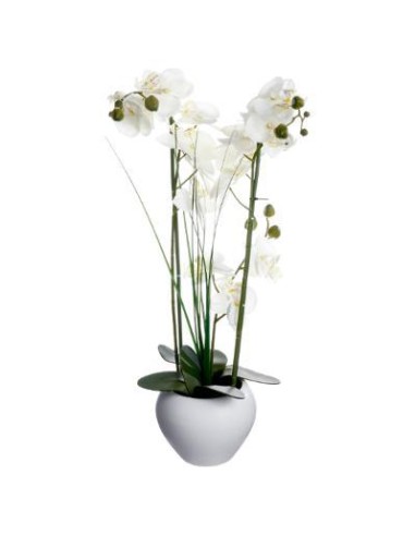 136510b - orchid pot crmq alini blc h53