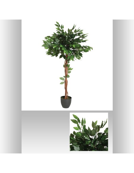 116275 - ficus  pot pl gorgi h120 L. 77 x P. 77 x H. 130 cm