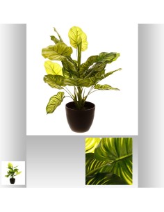 136512 - plante v pot pl ima h45 L. 45 x P. 40 x H. 45 cm