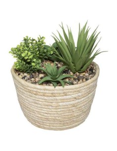 179223 - plante v pot nat hoci h19