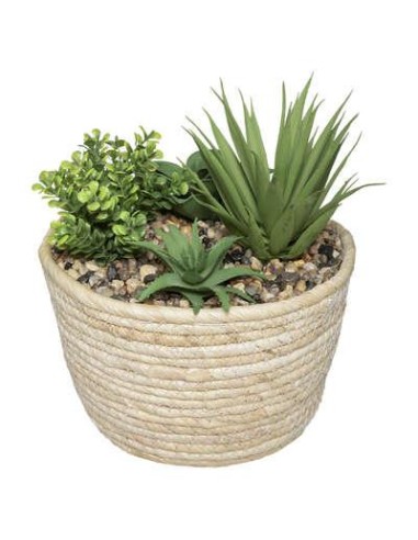 179223 - plante v pot nat hoci h19