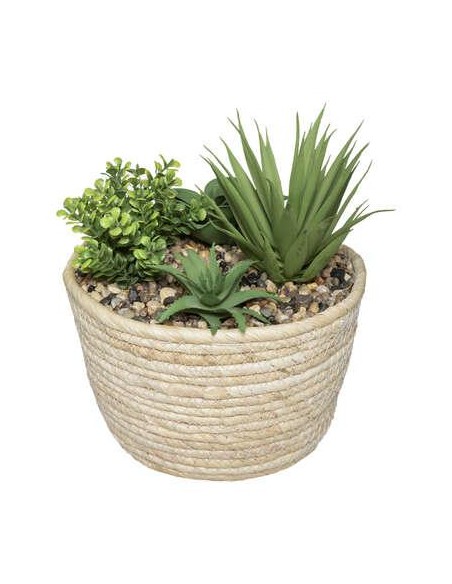 179223 - plante v pot nat hoci h19