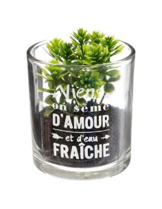 168543 - plante g pot vr uki h8 ass dis