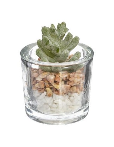 168548 - plante g vr zo h10