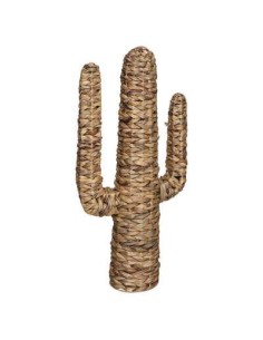 178737 - cactus jacinthe haci h75