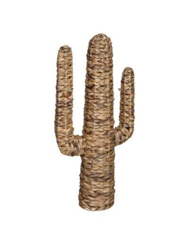 178737 - cactus jacinthe haci h75