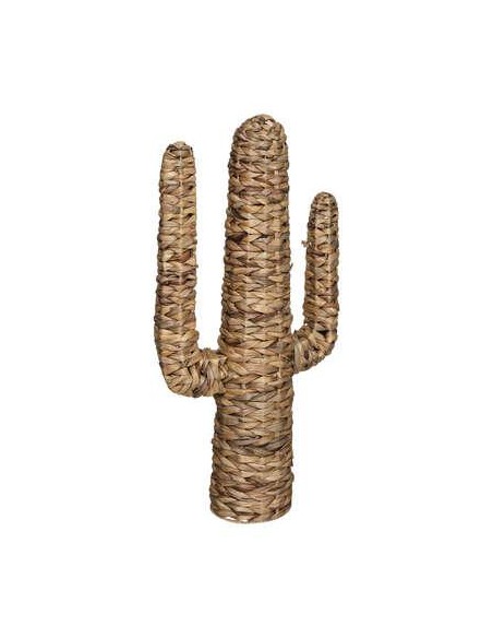 178737 - cactus jacinthe haci h75