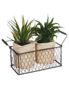 aloe vera x2pc + panier