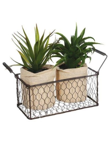 aloe vera x2pc + panier