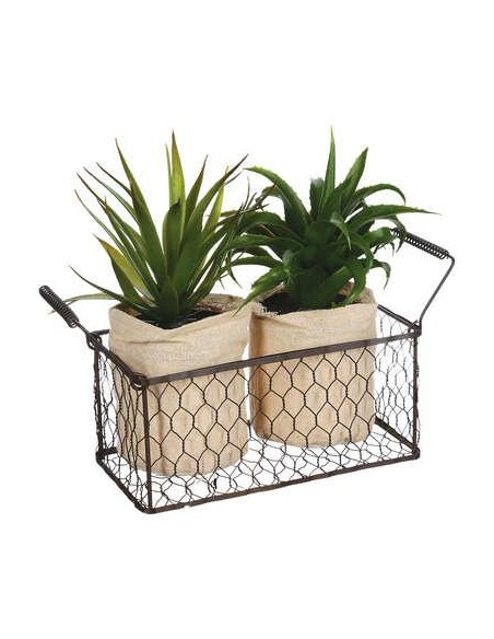 aloe vera x2pc + panier