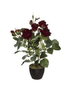 173028 - rosier velours 43cm