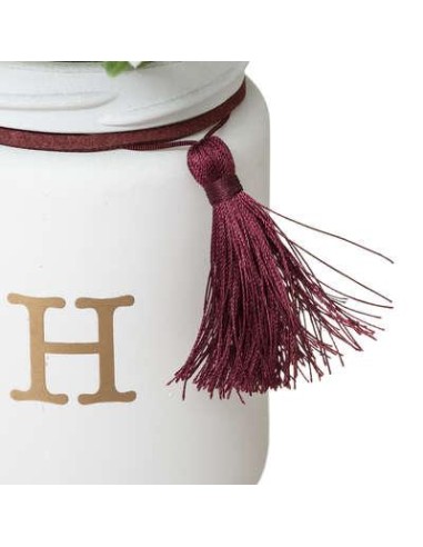 173034-set x4 plantes gypsy