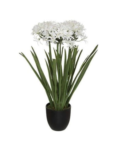 179311-agapanthe h66