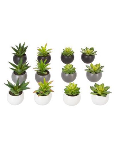 145000 - plante g anda h13 dis L. 13 x P. 12 x H. 13,5 cm