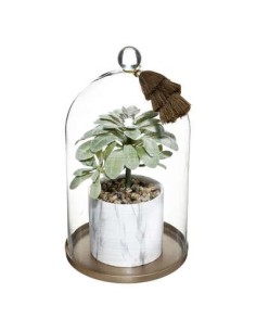 181415-plante + cloche base met suite