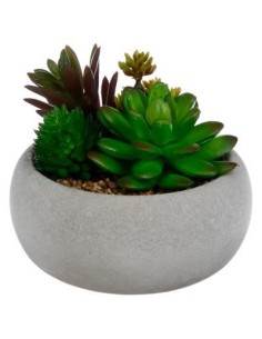 145026 - plante g cim miki blc h10 L. 12 x P. 12 x H. 10,5 cm