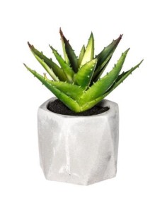 114760 - plante g cim masa h14 D. 13 x H. 17 cm