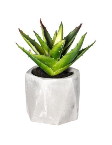 114760 - plante g cim masa h14 D. 13 x H. 17 cm