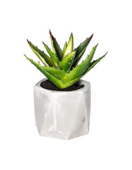 114760 - plante g cim masa h14 D. 13 x H. 17 cm