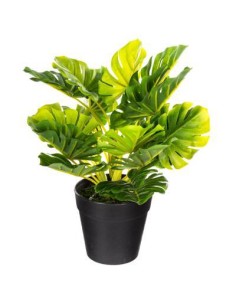 114765 - plante v pot pl mino ass h30 D. 28 x H. 30 cm