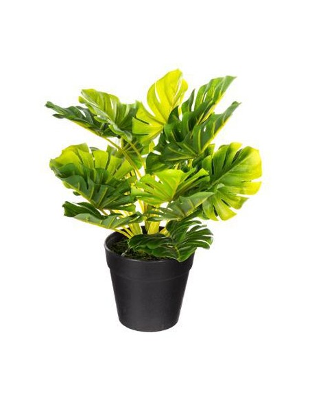 114765 - plante v pot pl mino ass h30 D. 28 x H. 30 cm