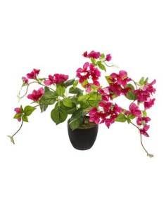 168612 - bougainvillier pot pl ass h76